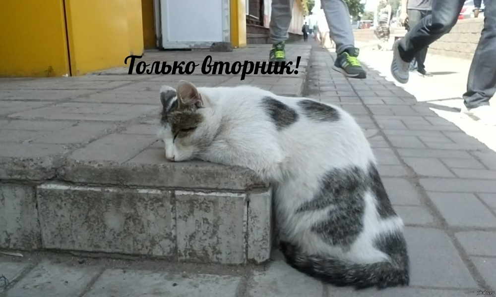 Только вторник!