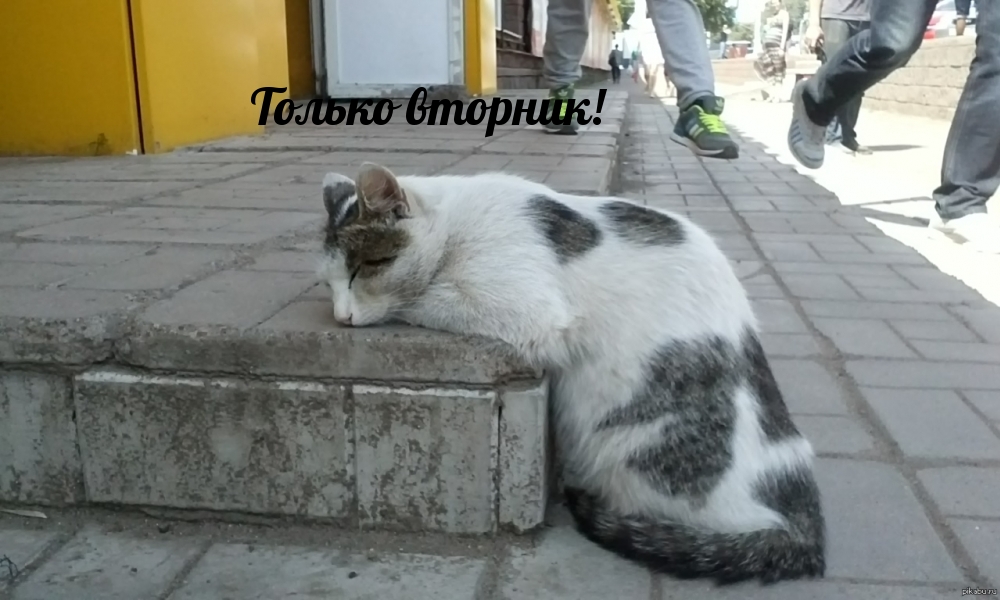 Только вторник!