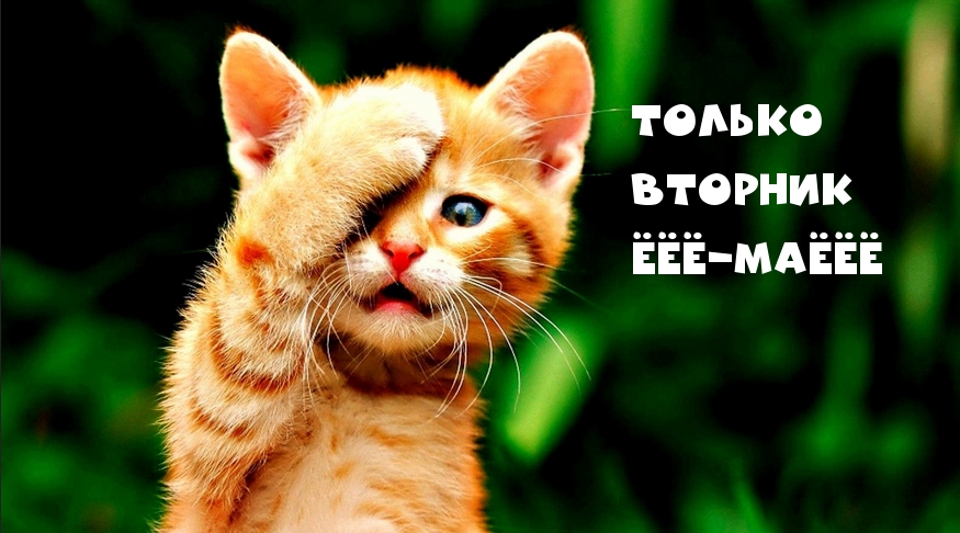 Только ВТОРНИК ёёё-маёёё