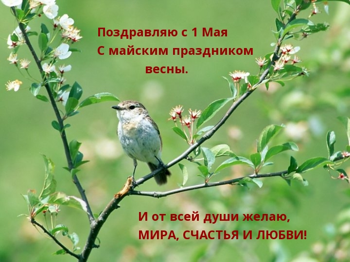 МИРА, СЧАСТЬЯ И ЛЮБВИ!