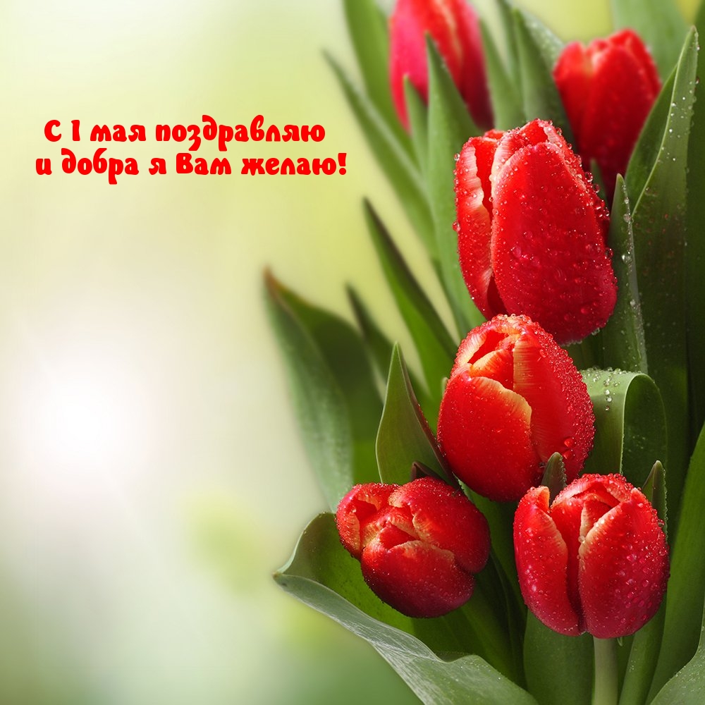 С 1 мая поздравляю и добра я Вам желаю!