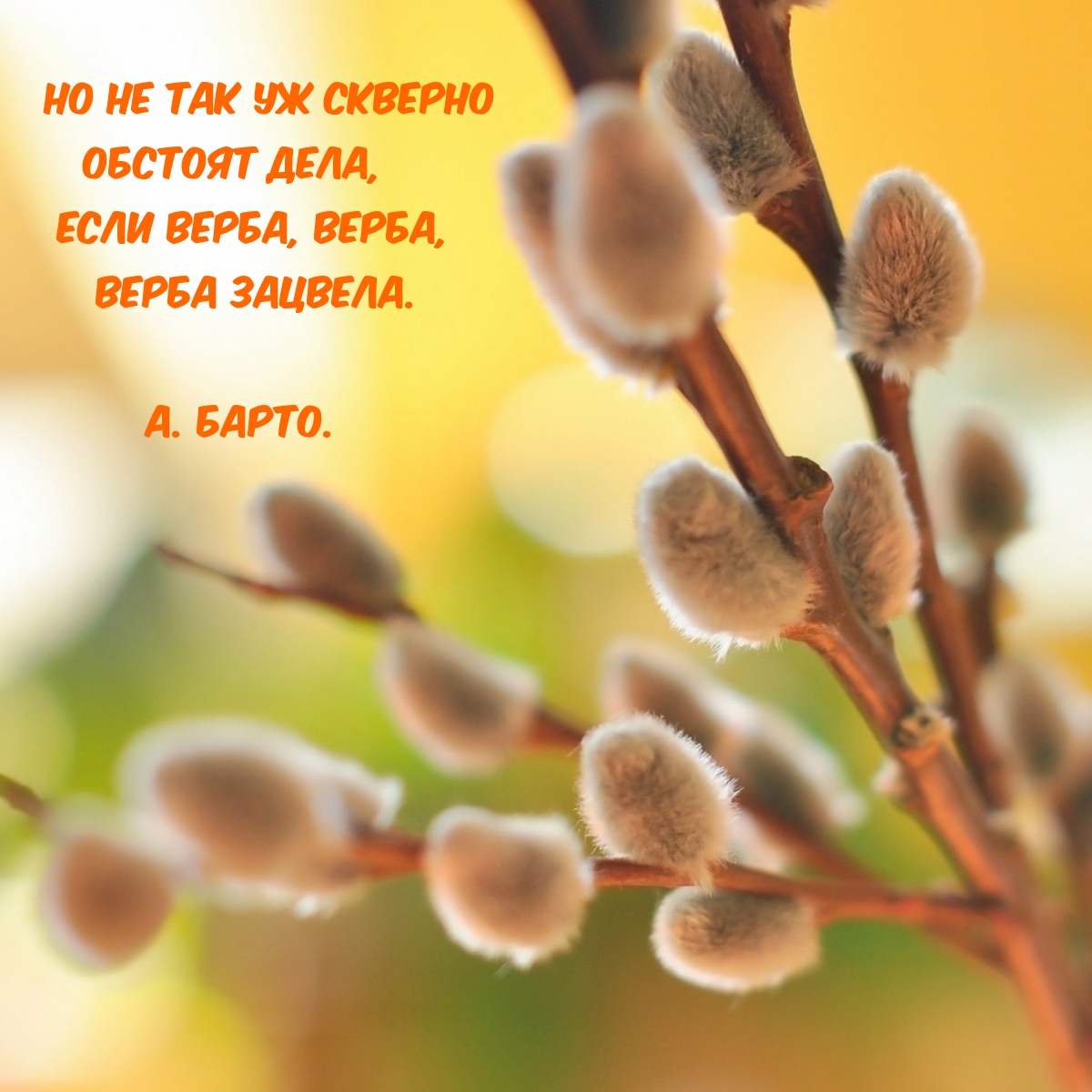 Если верба, верба, Верба зацвела