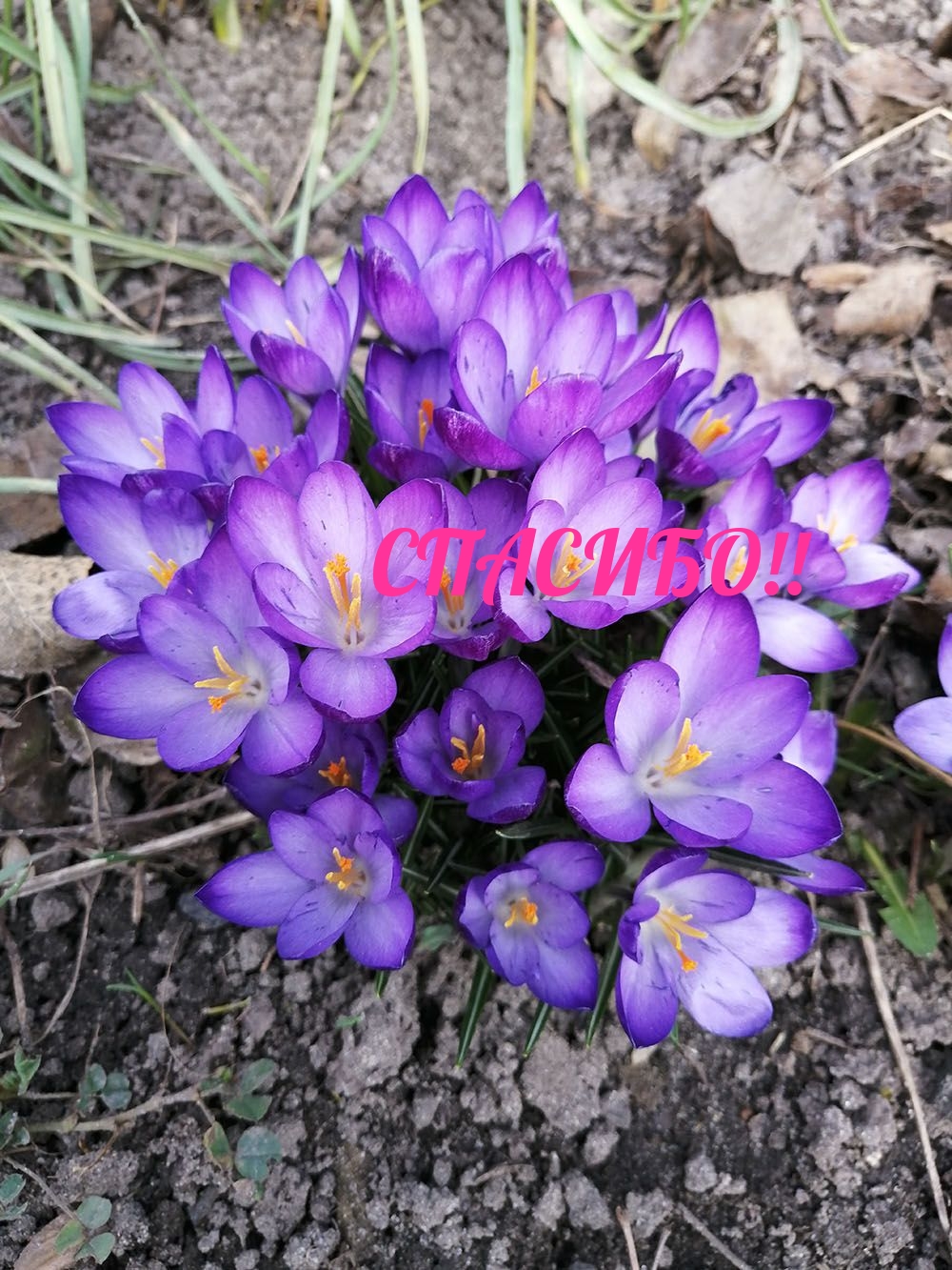 СПАСИБО!