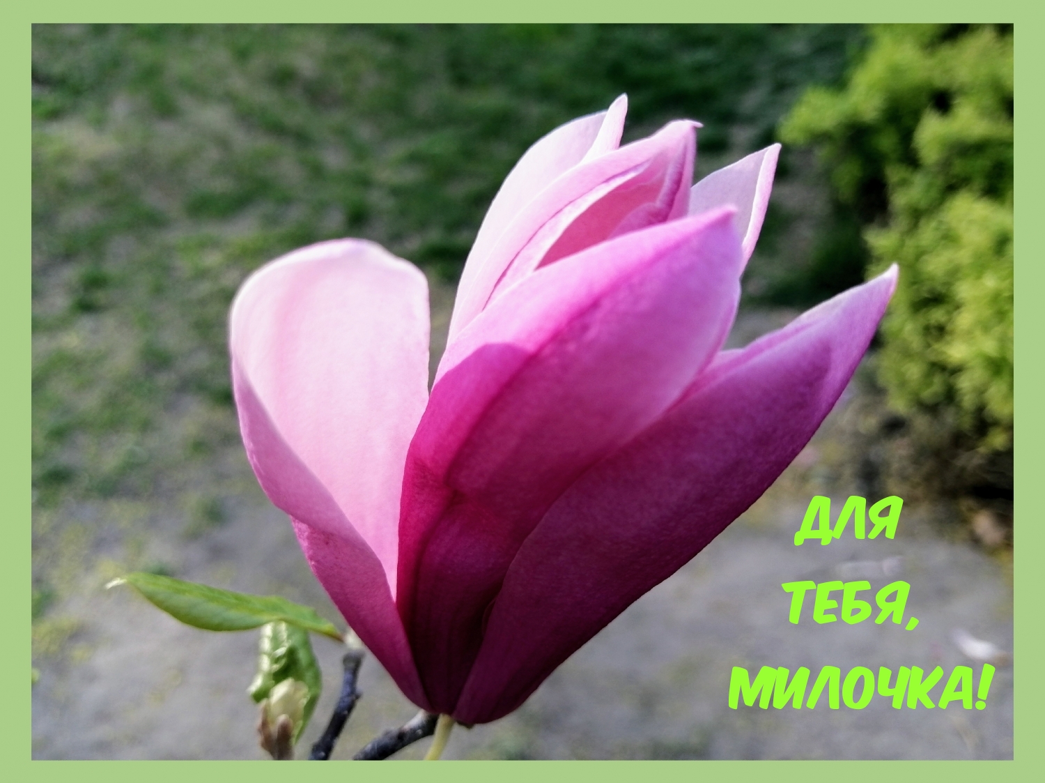 Для тебя, Милочка!