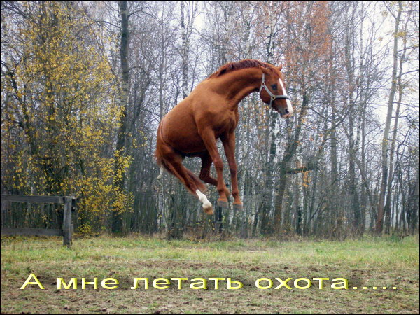 Прикольные