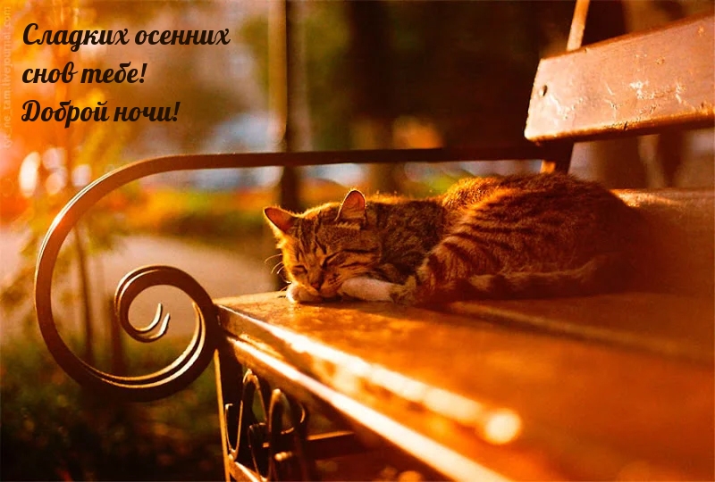 Сладких осенних снов тебе! Доброй ночи!
