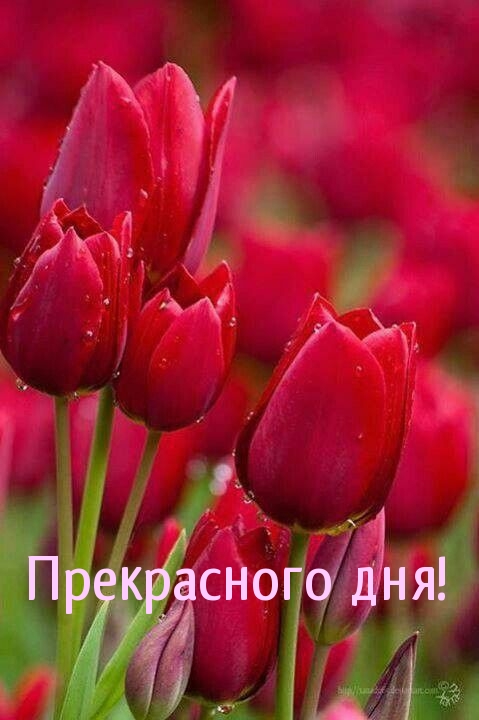 Прекрасного дня!