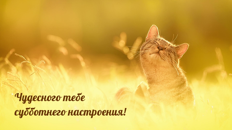 Чудесного тебе субботнего настроения!