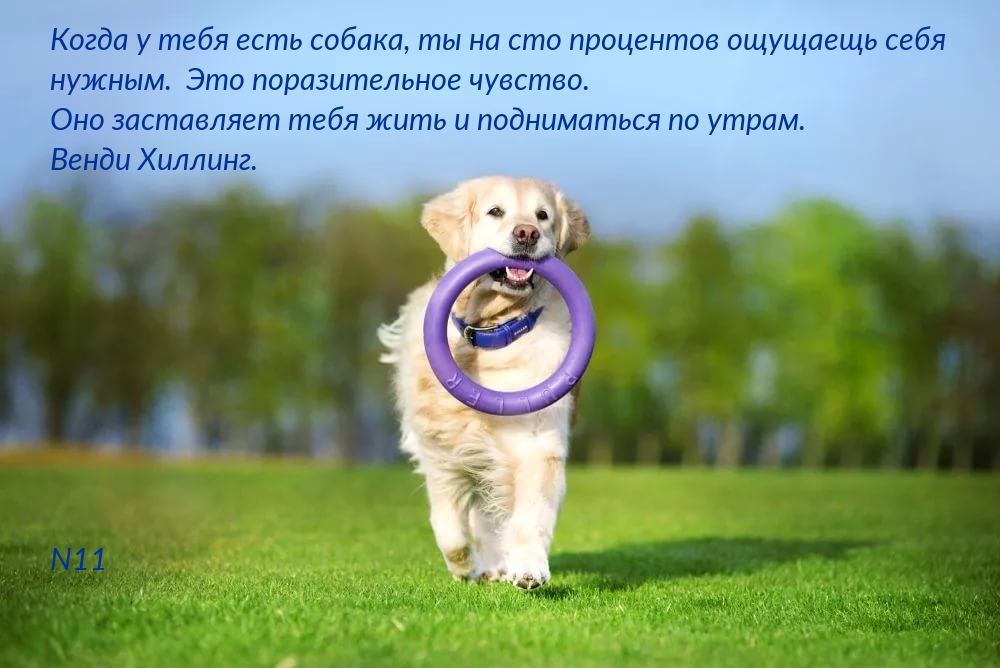 Когда у тебя есть собака, ты на сто процентов ощущаещь себя нужным