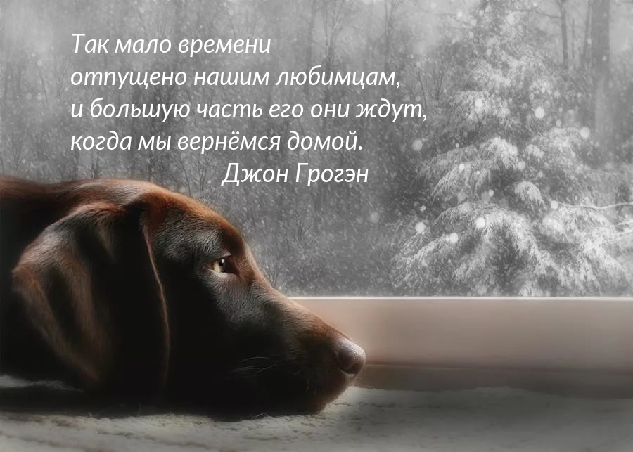 Так мало времени отпущено нашим любимцам