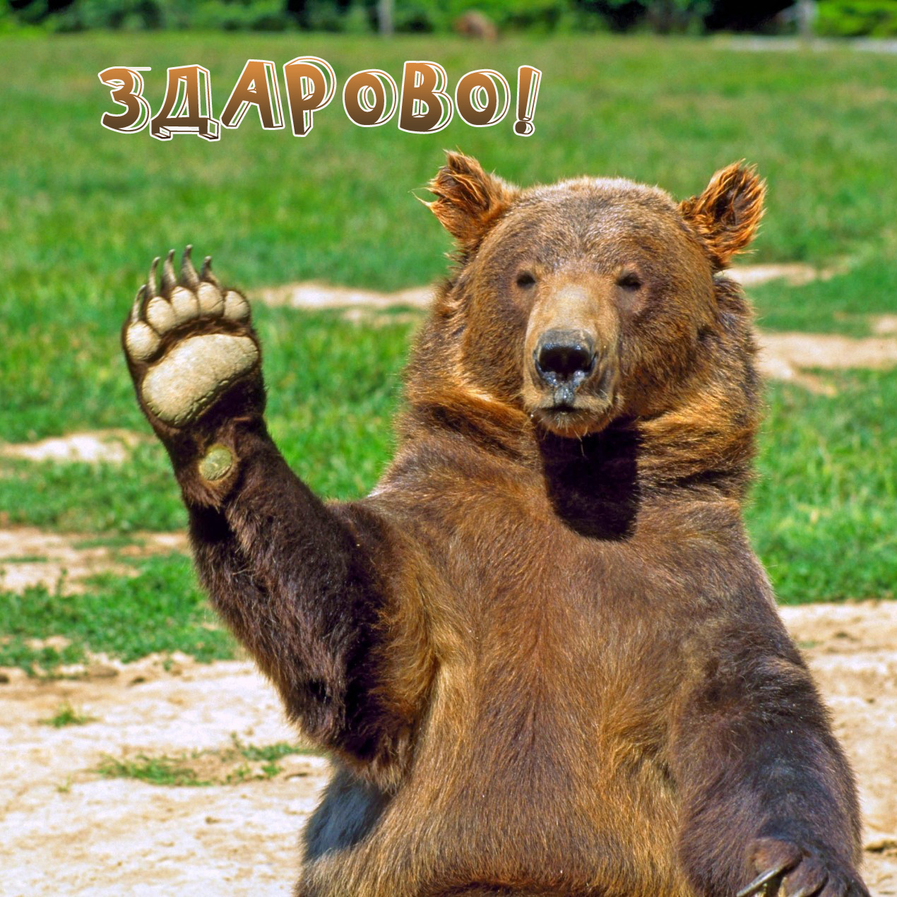 ЗДАРОВА