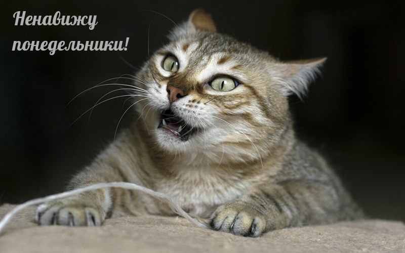 Ненавижу понедельники!