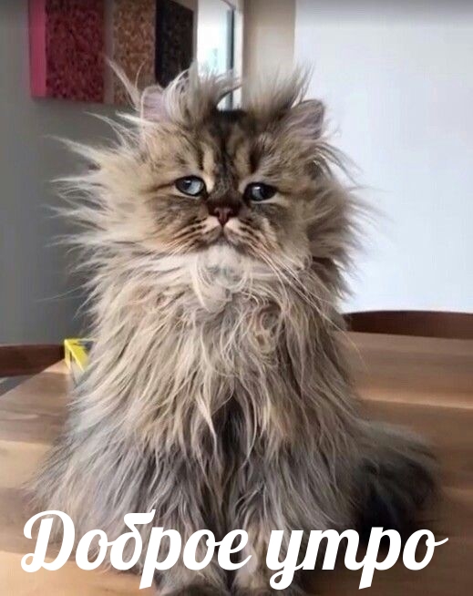 Доброе утро