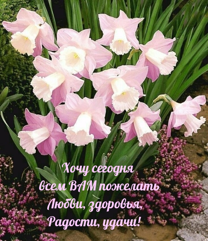 Картинки с надписями.  Хочу сегодня всем ВАМ пожелать Любви, здоровья, Радости, удачи!.
