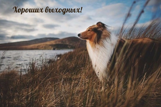 Хороших выходных!