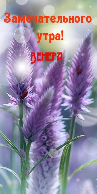 Венера, замечательного утра!
