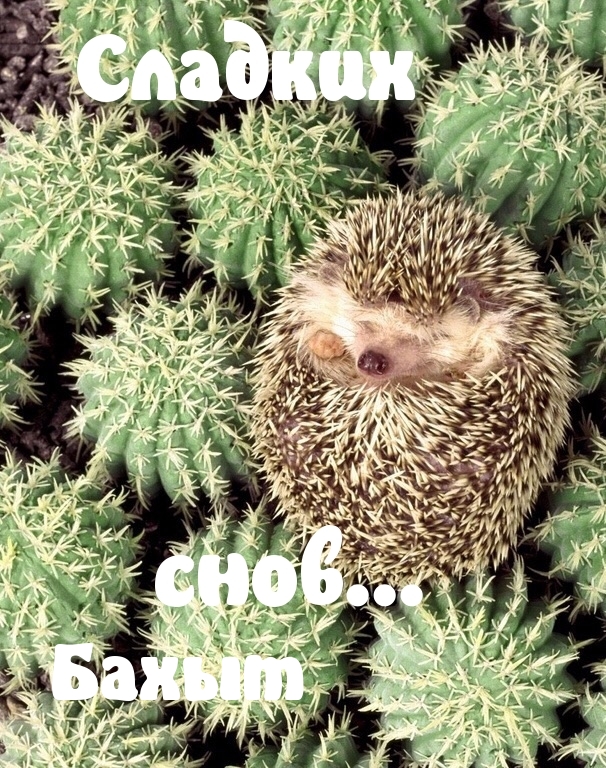 Бахыт, сладких снов)