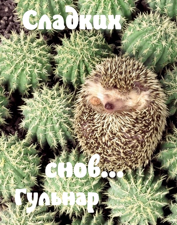 Гульнар, сладких снов)