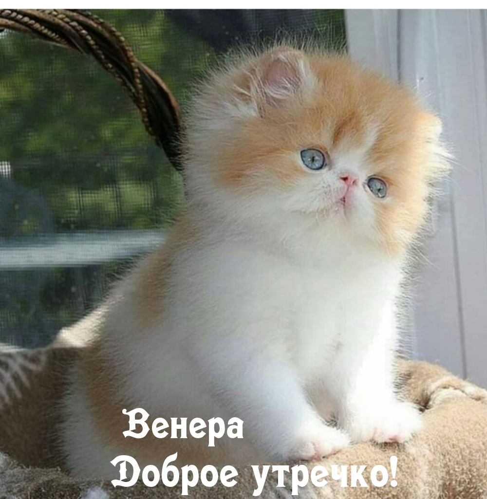 Венера, доброе утроечко!