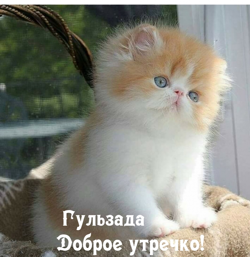 Гульзада, доброе утроечко!