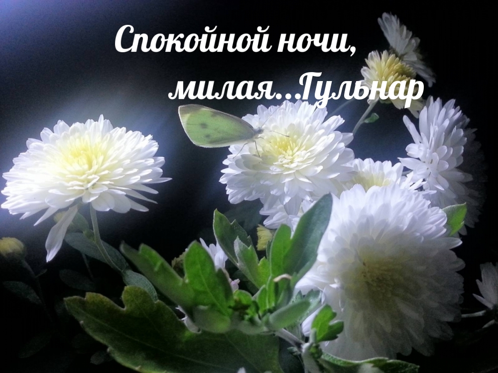 Гульнар, спокойной ночи, милая