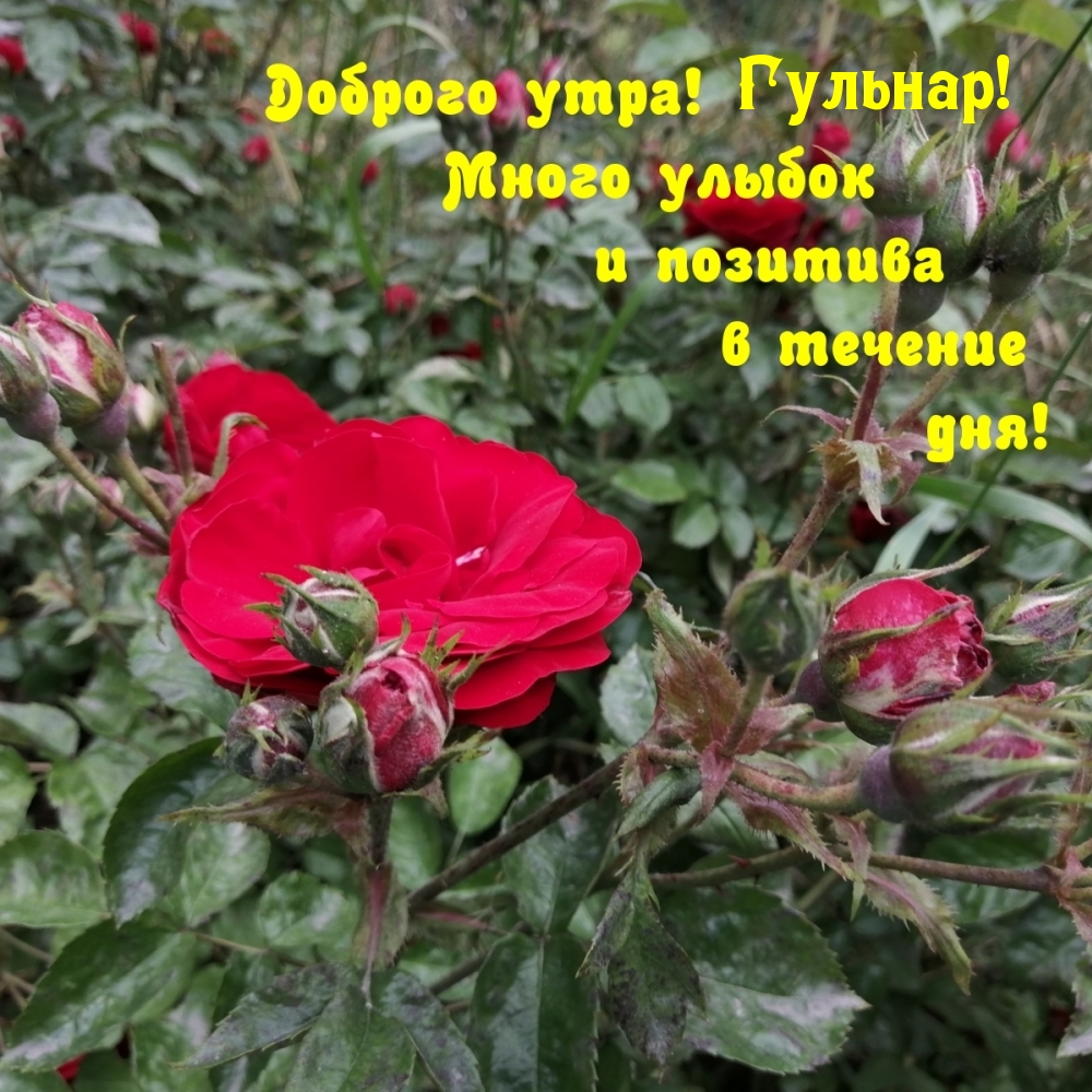 Гульнар!