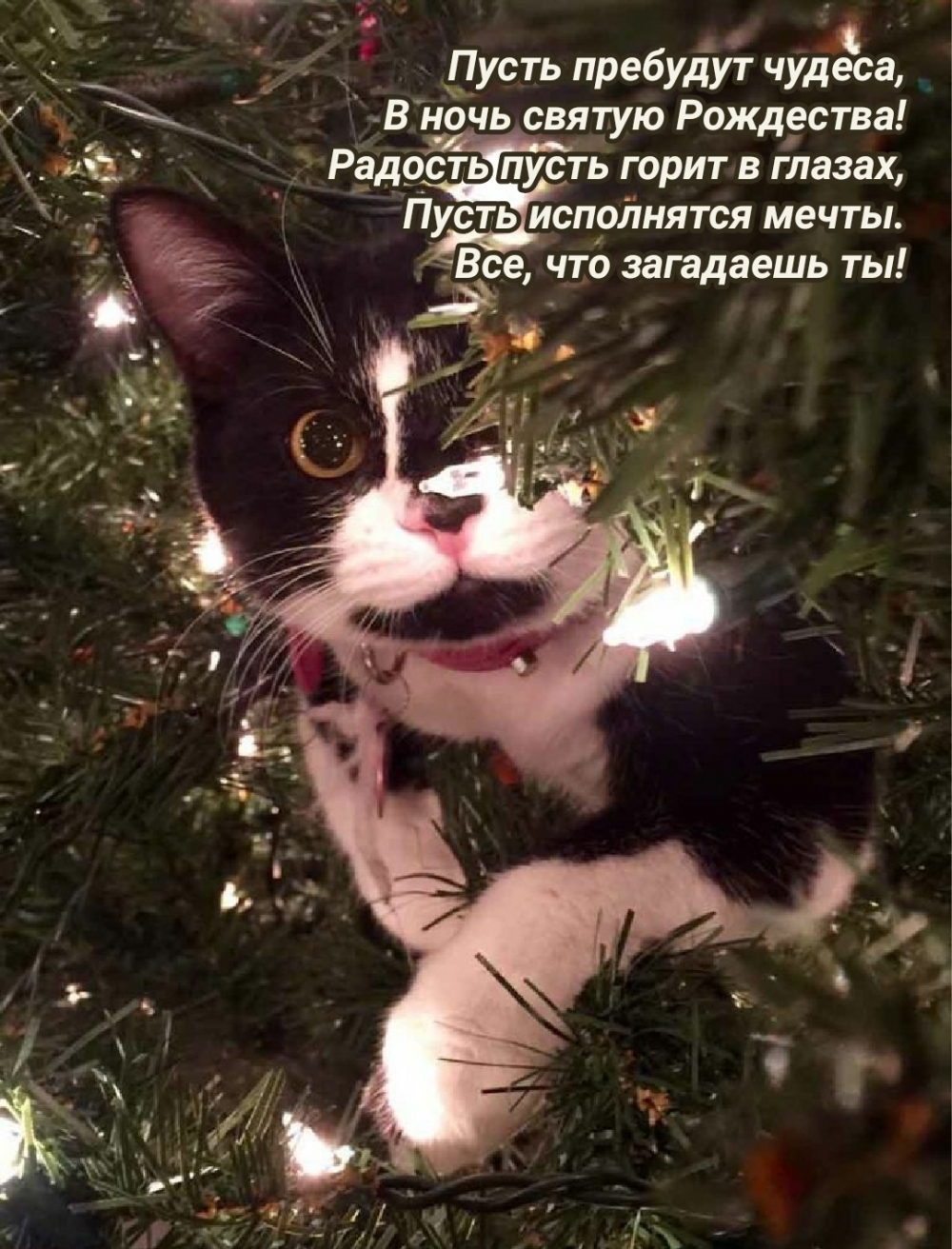Пусть пребудут чудеса, В ночь святую Рождества!