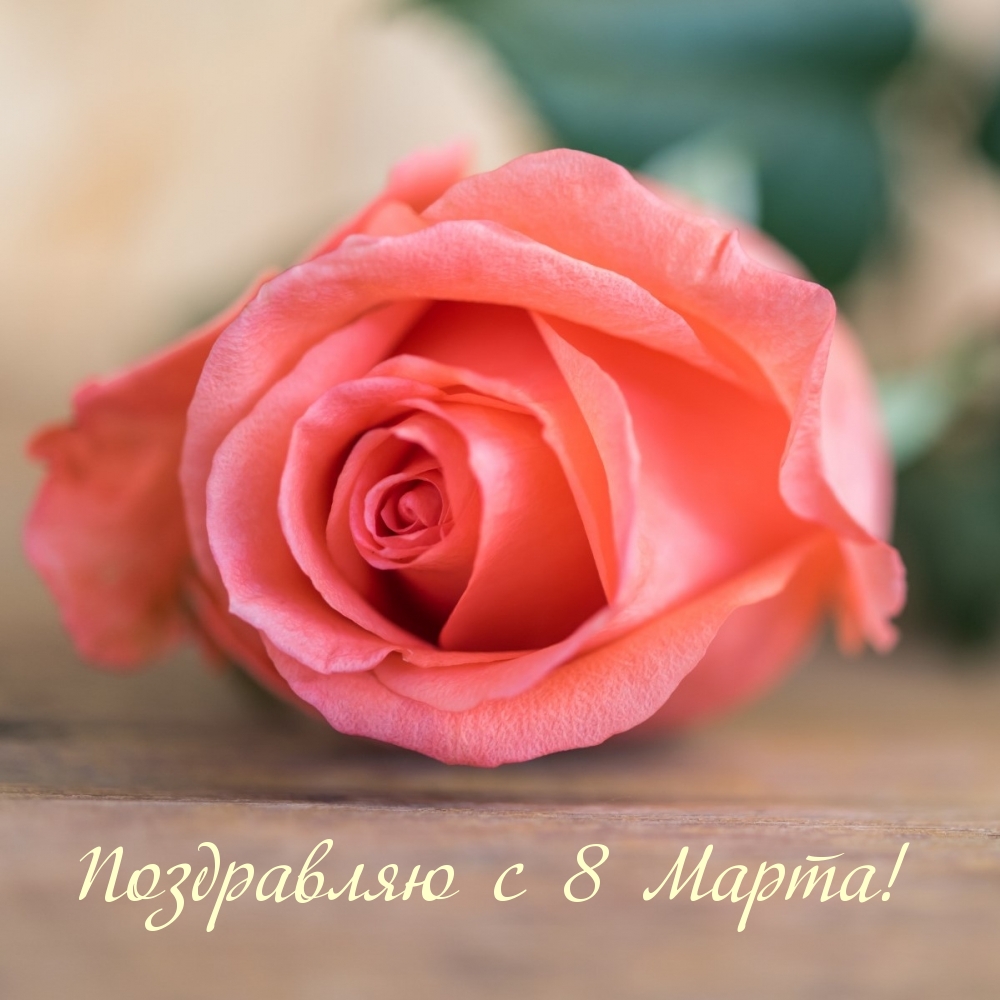 Поздравляю с 8 Марта! С розой крупным планом