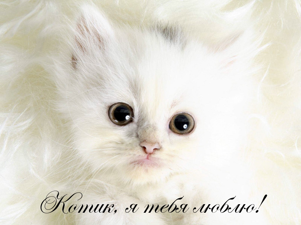 Котик, я тебя люблю!