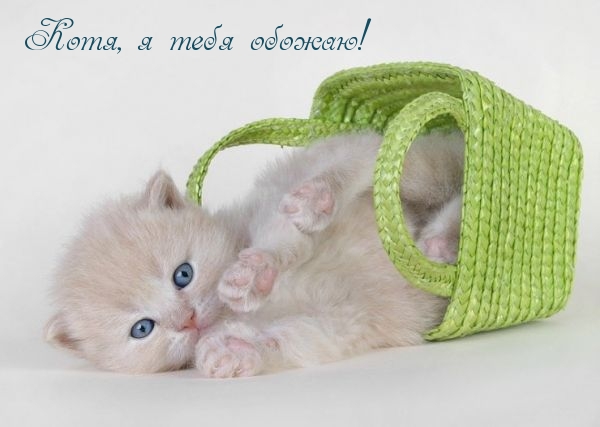 Котя, я тебя обожаю!