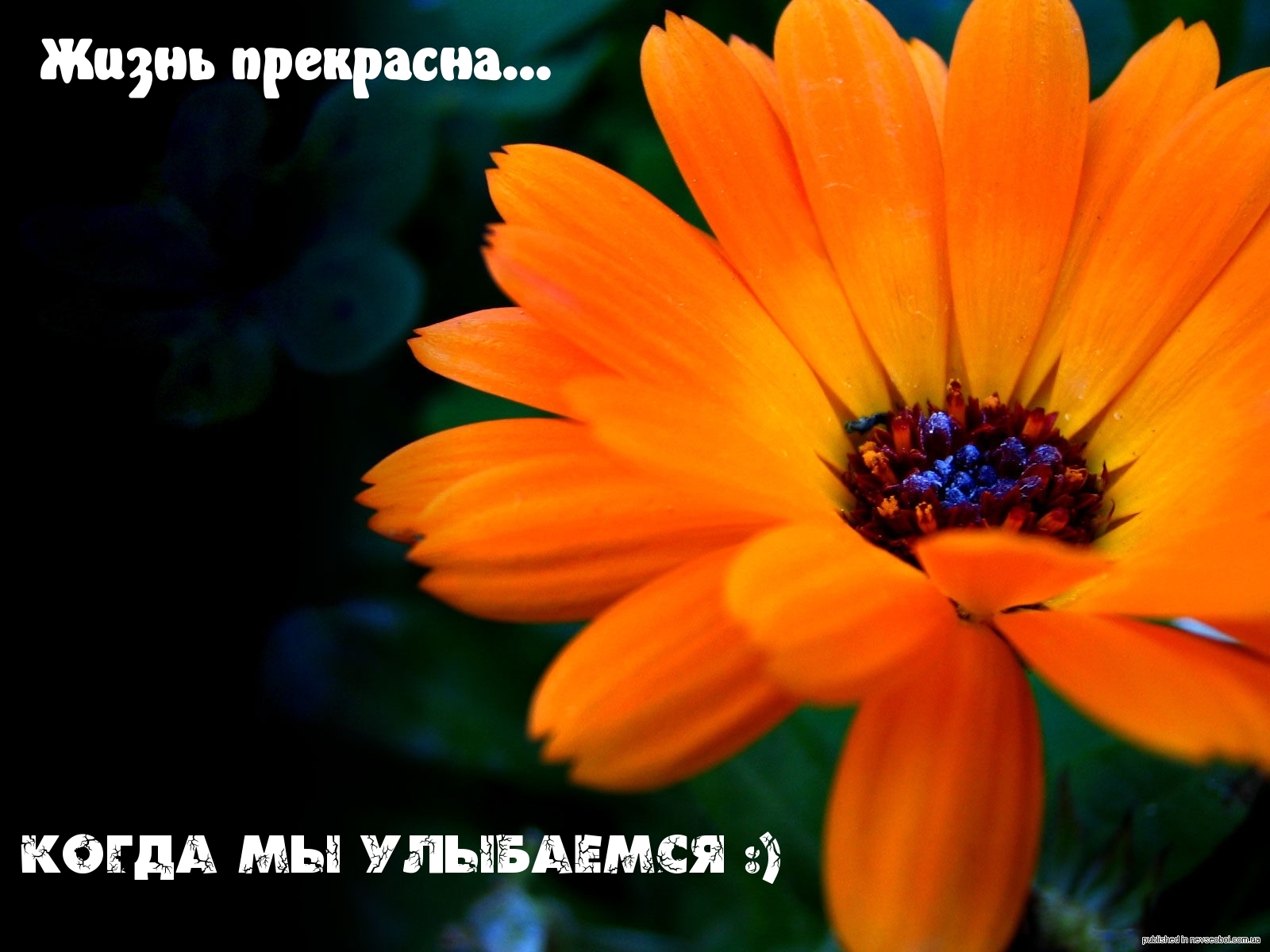 Жизнь прекрасна