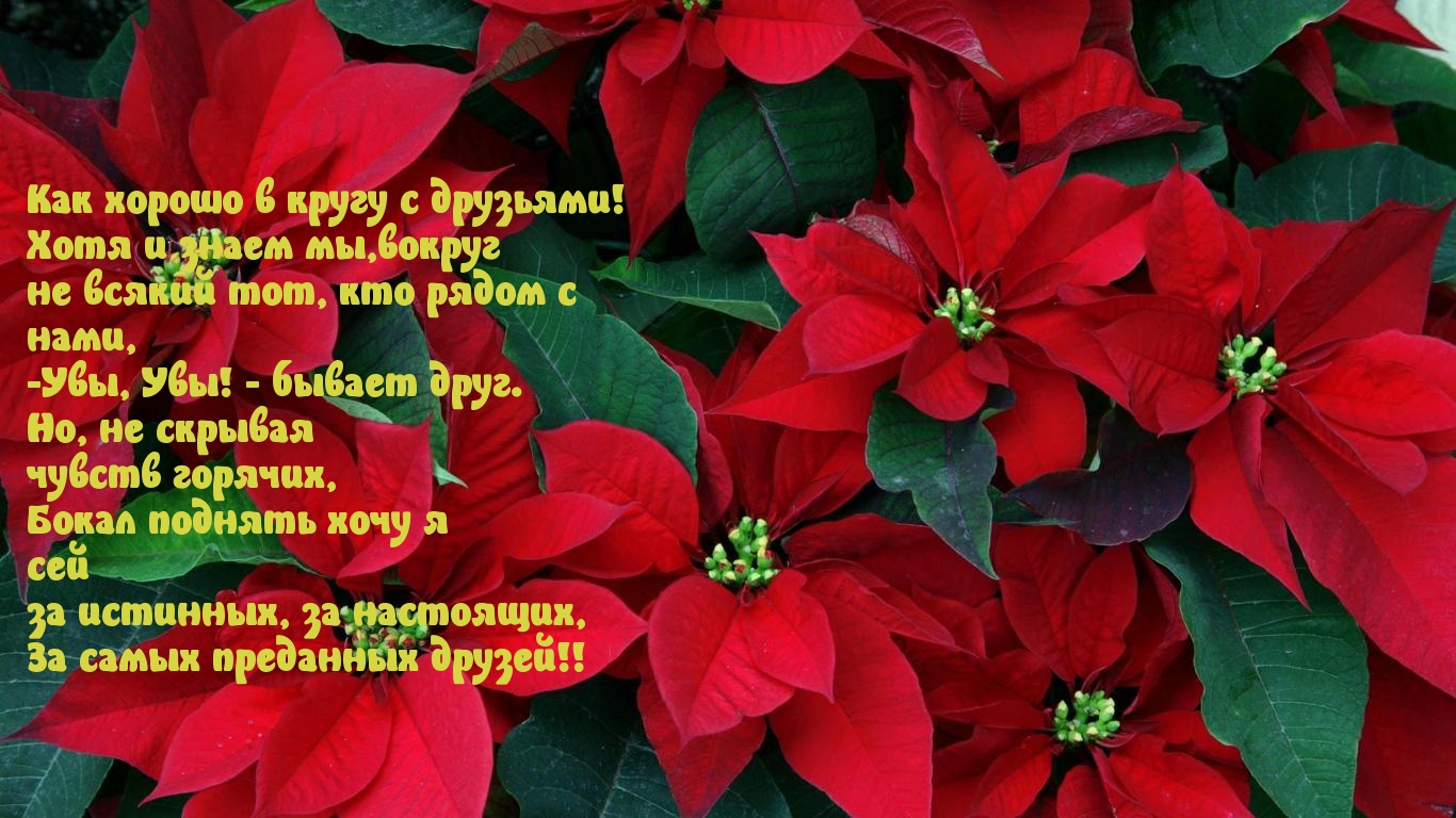 За самых преданных друзей!