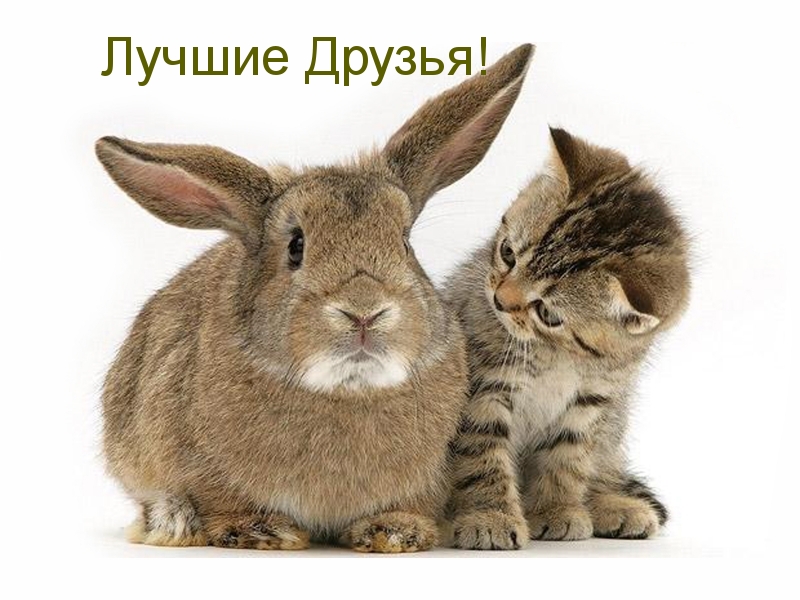 Лучшие Друзья!