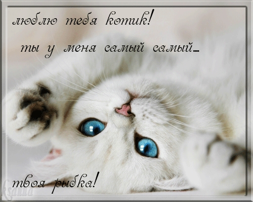 Люблю тебя котик!