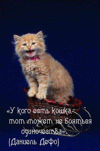 У кого есть кошка, тот может не бояться
