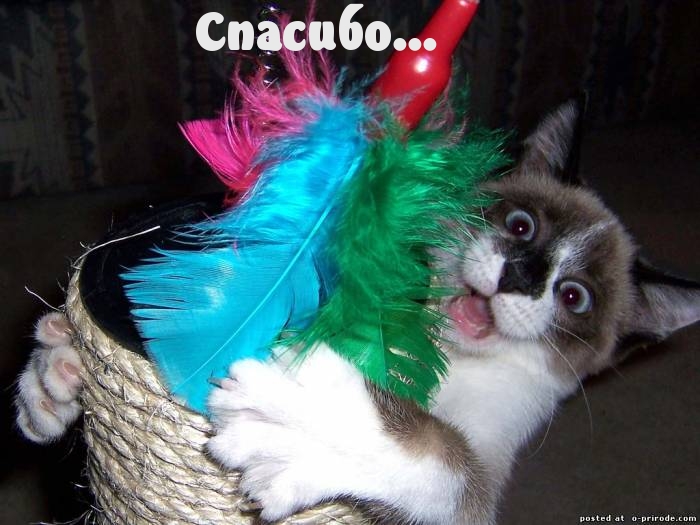 Спасибо…