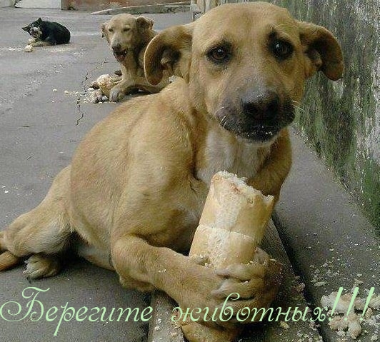 Берегите животных!