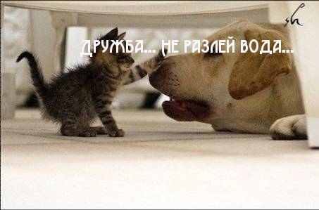 Дружба… Не разлей вода…