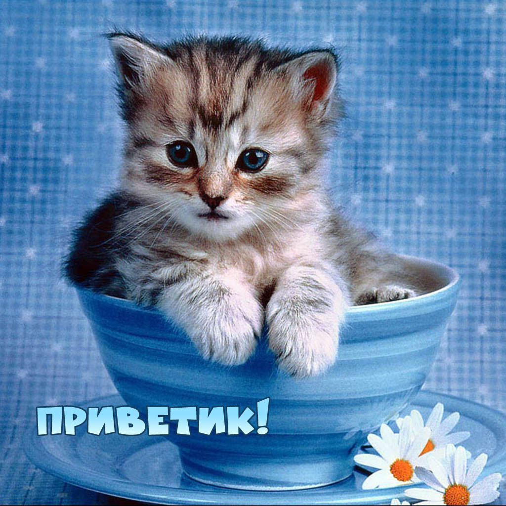 Приветик!