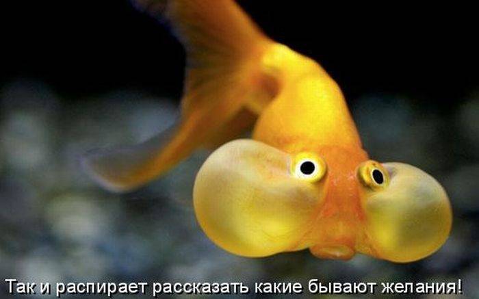 Так и распирает сказать, какие бывают желания