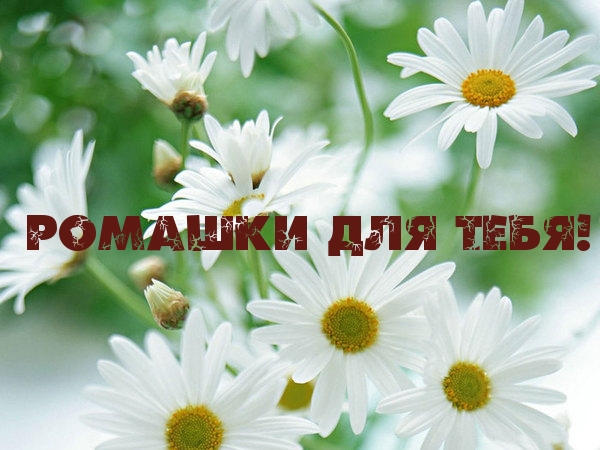 Ромашки для тебя!