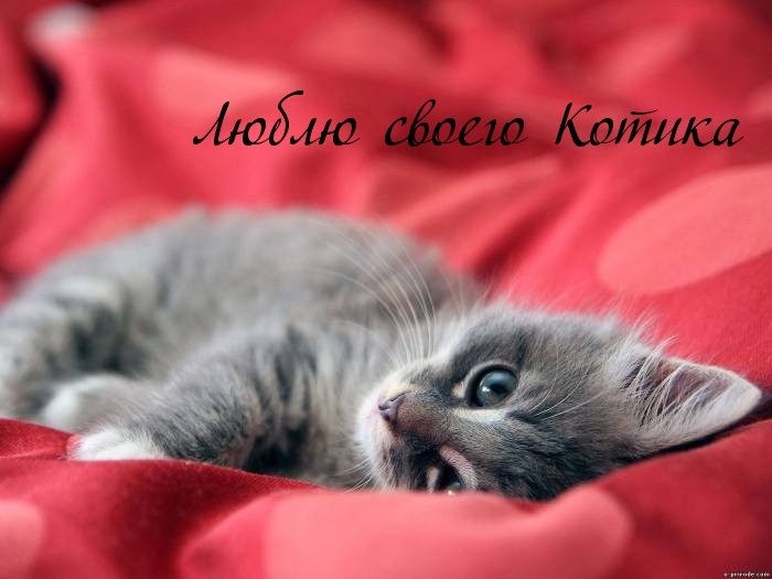 Люблю своего Котика