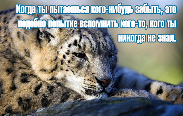 Когда ты пытаешься кого-нибудь забыть