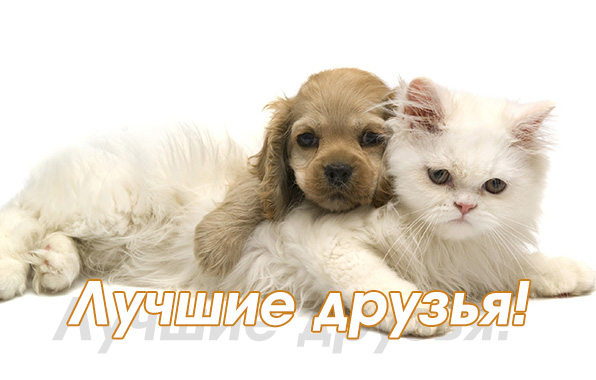 Лучшие друзья!