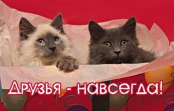 Друзья — навсегда!