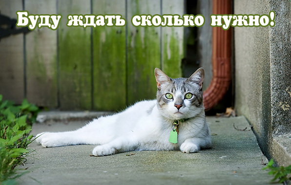 Буду ждать сколько нужно
