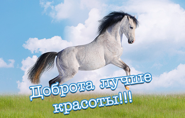 Доброта лучше красоты