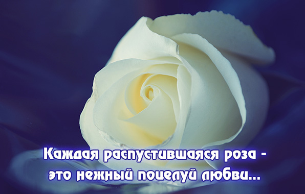 Каждая распустившаяся роза