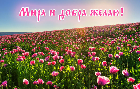 Мира и добра желаю