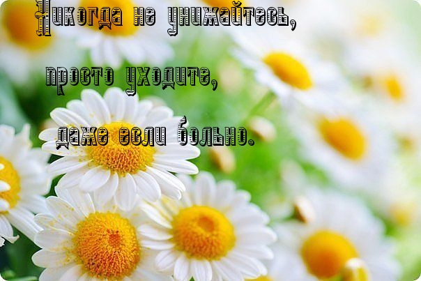 Картинки с надписями.  Никогда не унижайтесь.